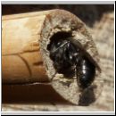 Pemphredon sp Grabwespe 02e 9mm.jpg